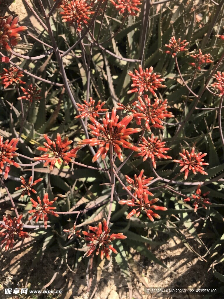 鲜艳红色花朵绽放的植物