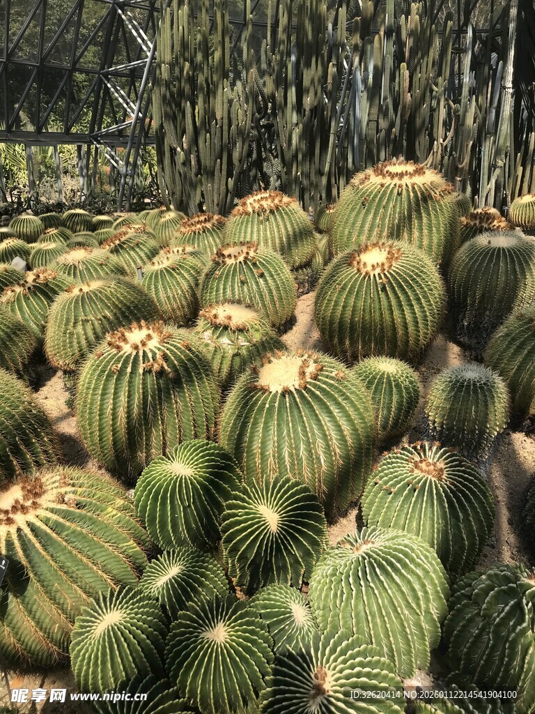 仙人球景观