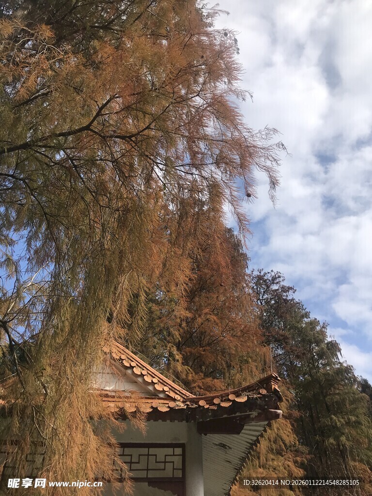 秋日古亭旁的萧瑟树木