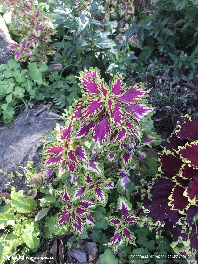 多彩斑斓的花园植物