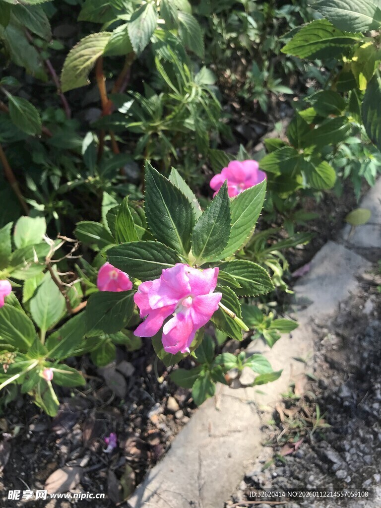 长春花