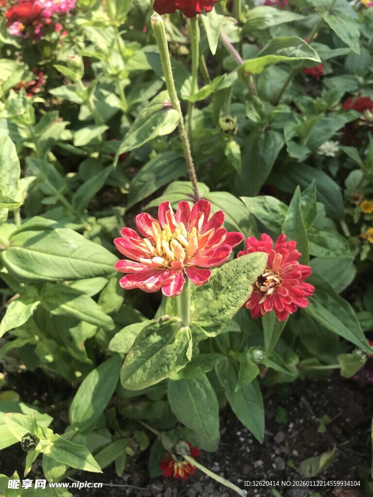 鲜艳百日菊