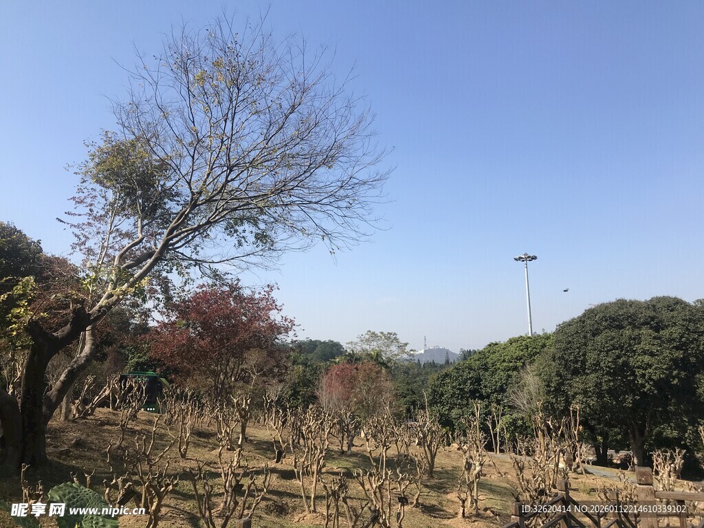 秋日郊野枯树