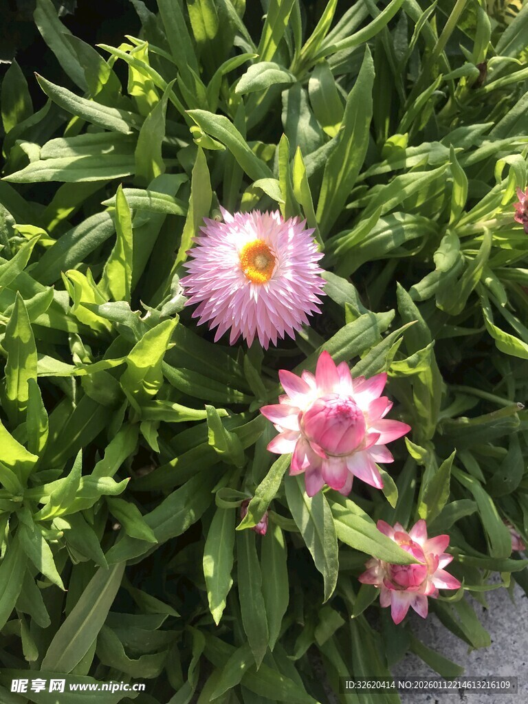 粉色花朵绽放于绿叶间