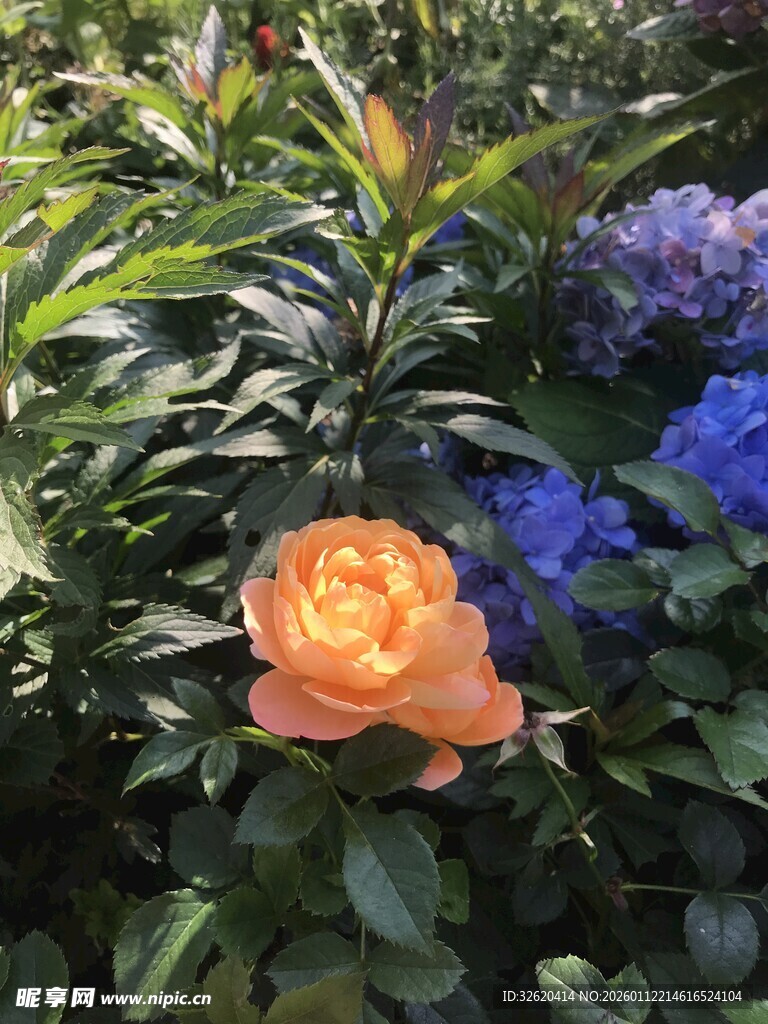 橙色玫瑰与蓝花