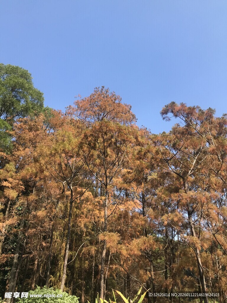 秋日斑斓树林美景
