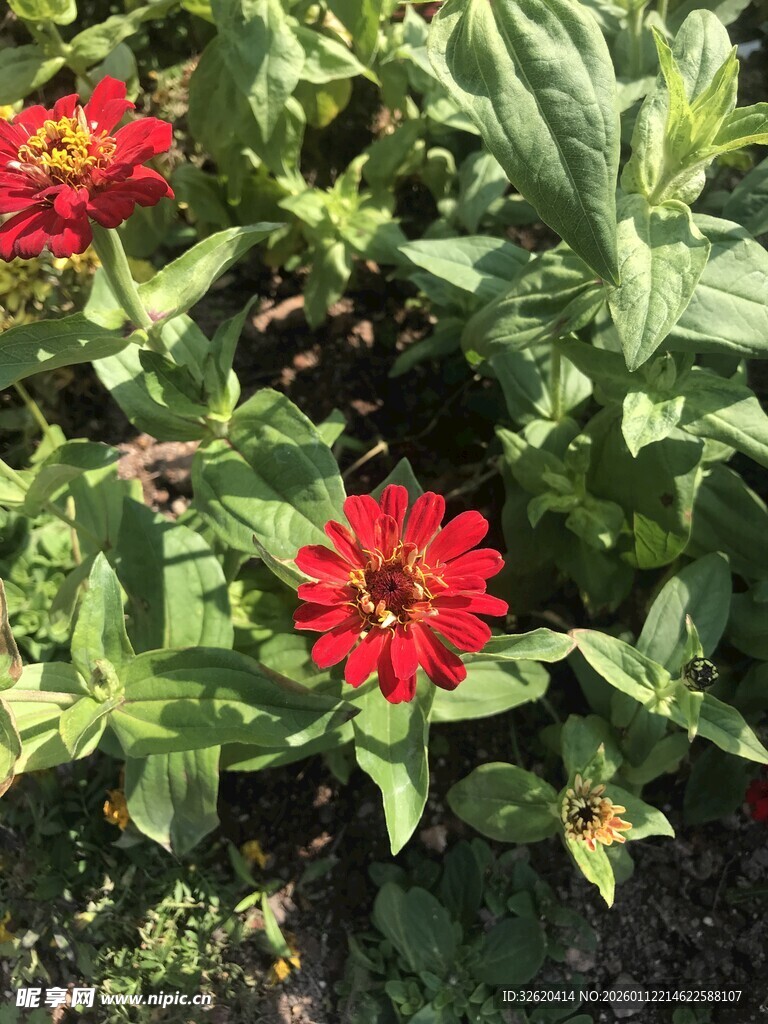 鲜艳绽放的红色花朵