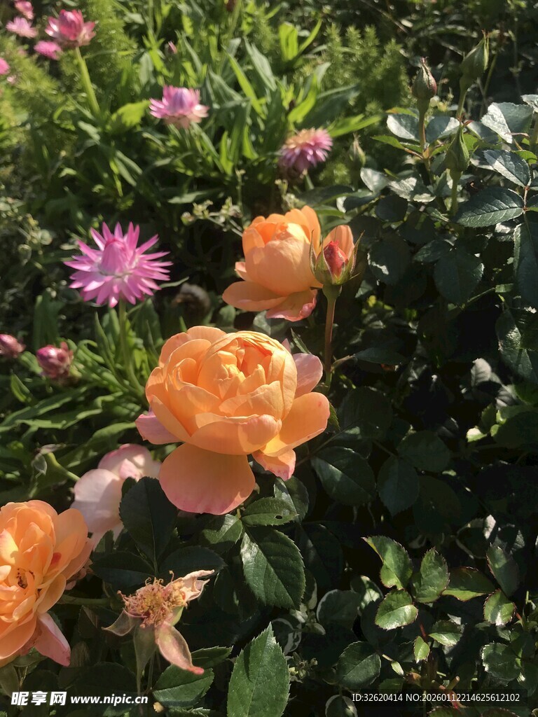 橙色玫瑰