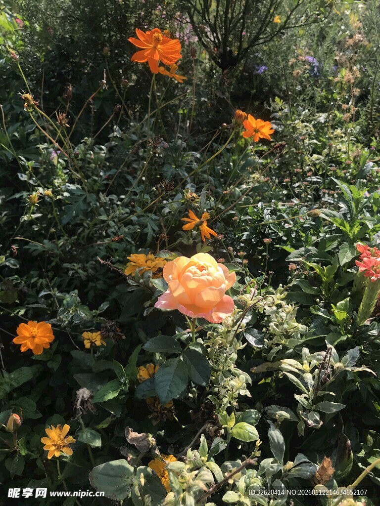 娇艳玫瑰