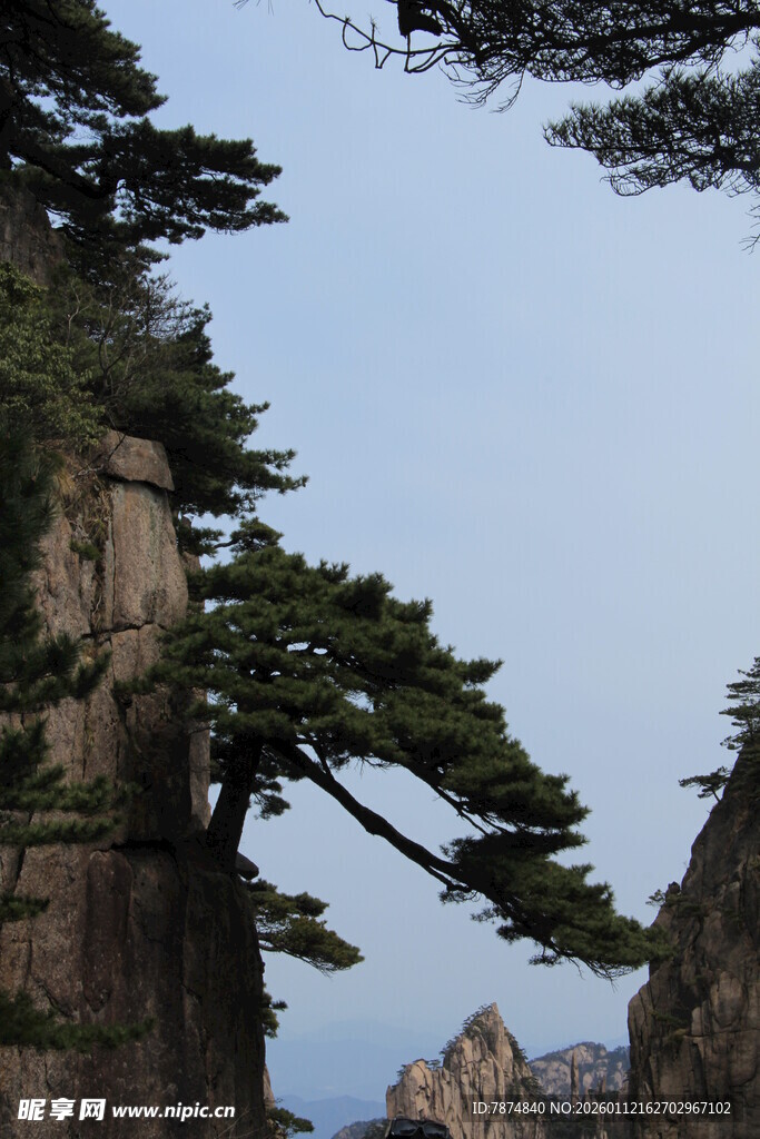 黄山奇松屹立悬崖