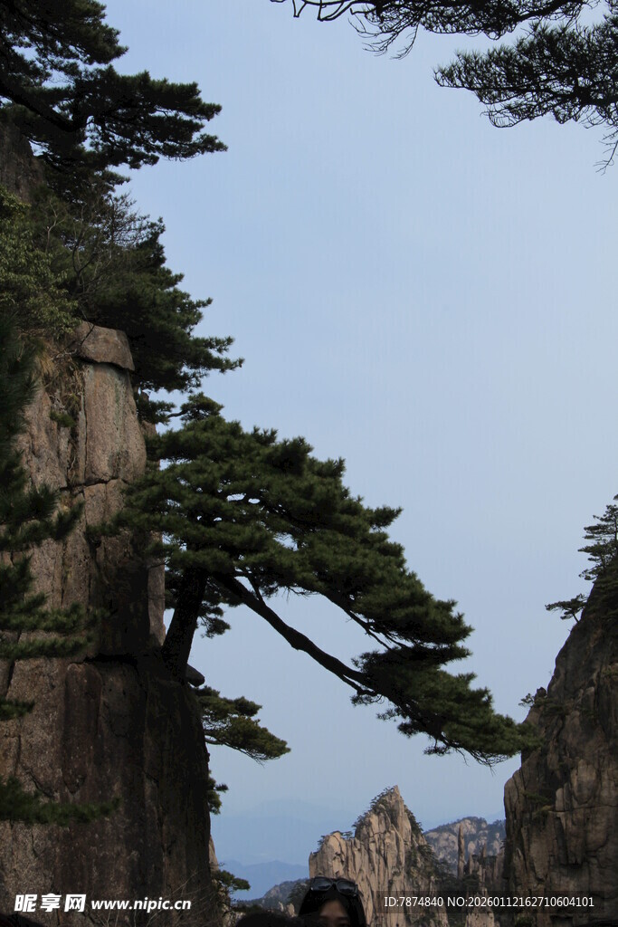 黄山奇松傲立绝壁