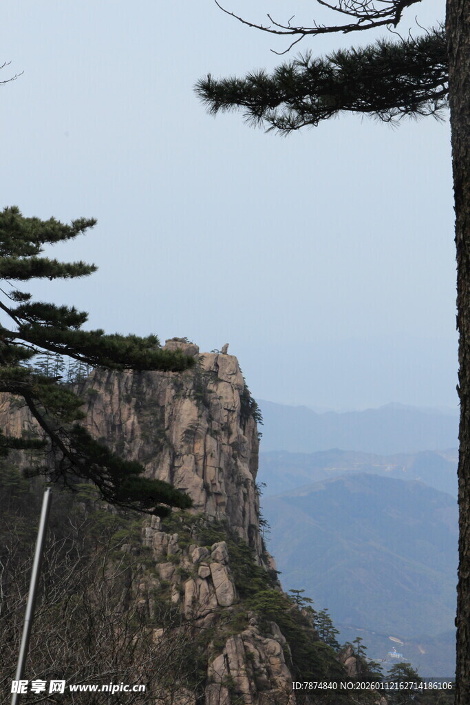 悬崖边的挺拔松树