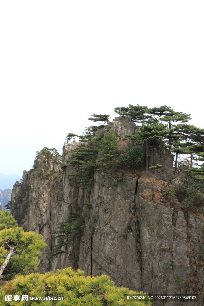 悬崖峭壁上的苍松