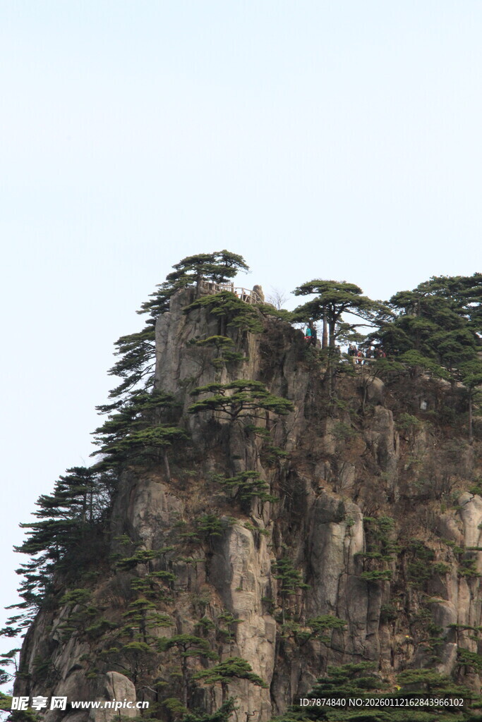 峻峭山峰上的苍松