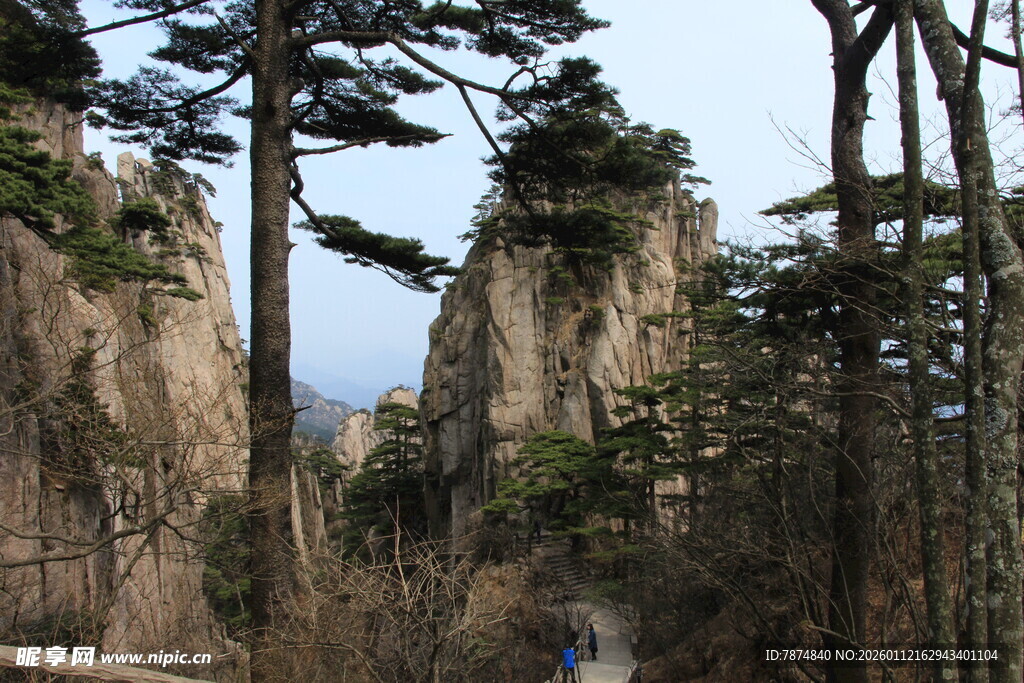 黄山奇峰间的挺拔松树