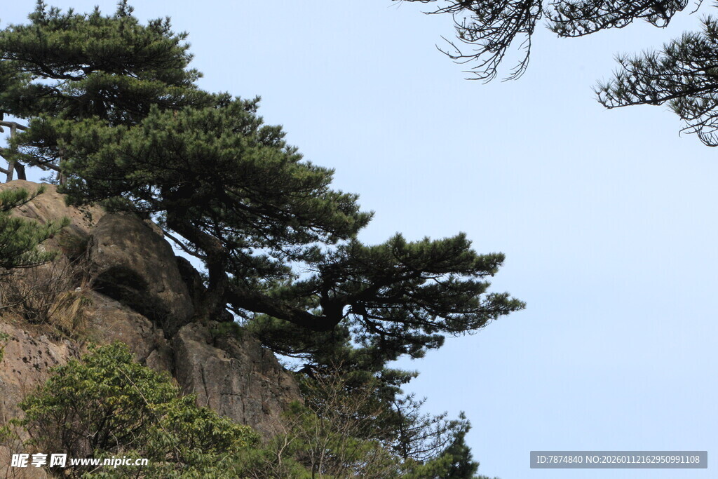 悬崖上的苍松