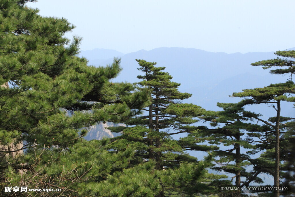 山林松景 远眺青山
