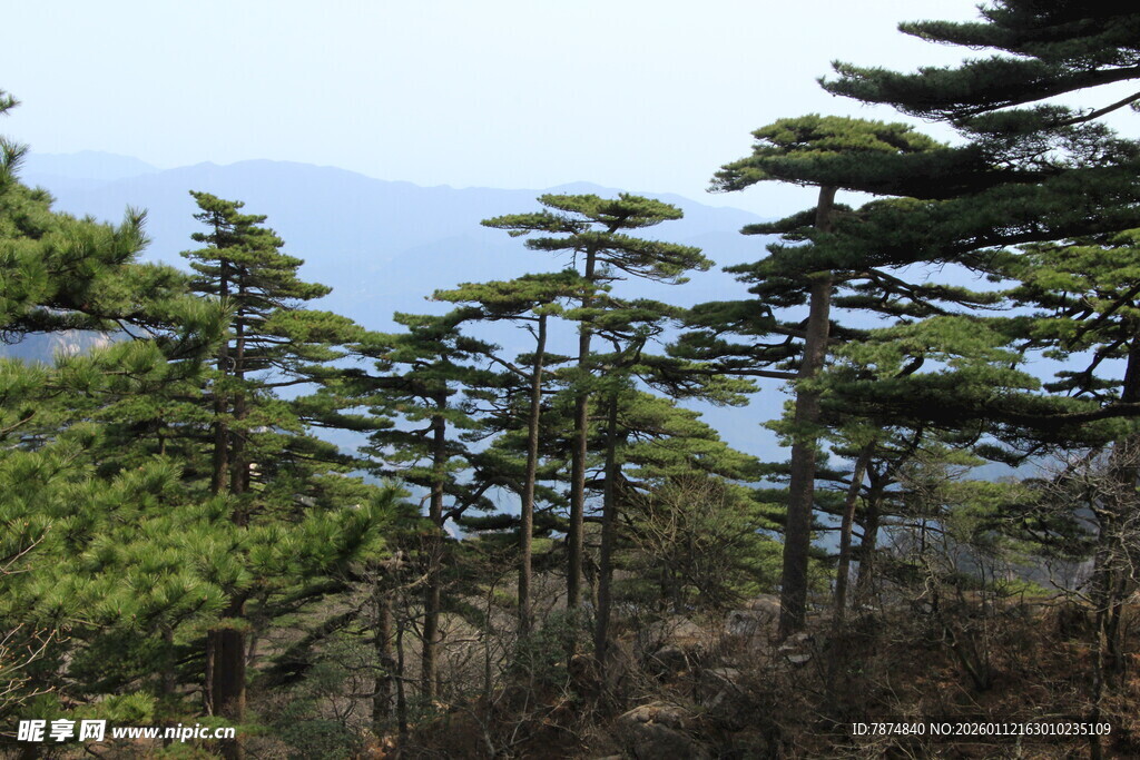 山林中的挺拔松树景观