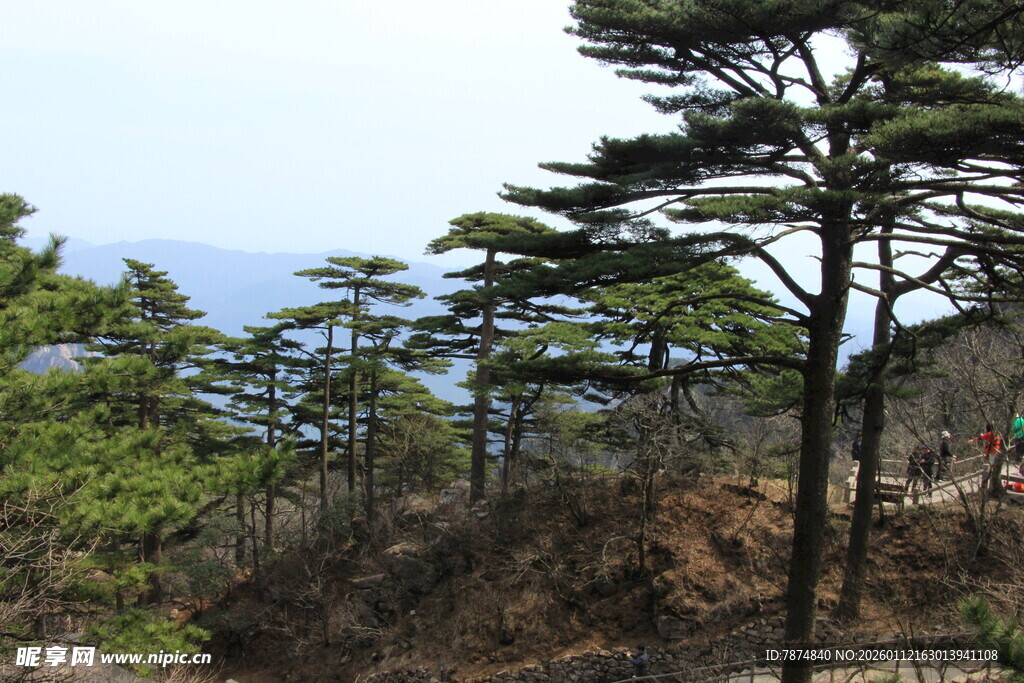山林中的挺拔松树景观