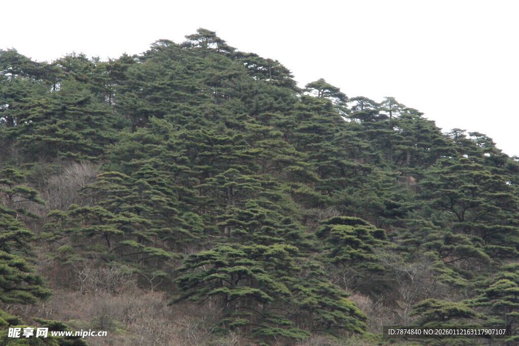 绿意盎然的葱郁山峰