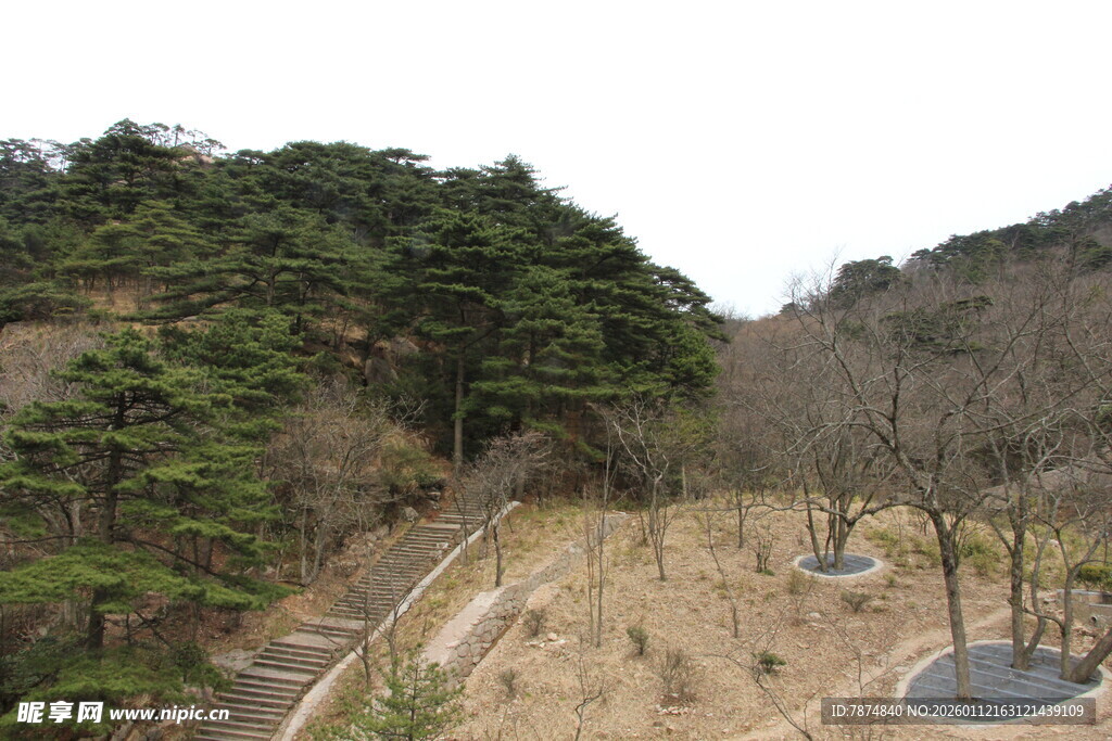 山间开阔地与树木景观