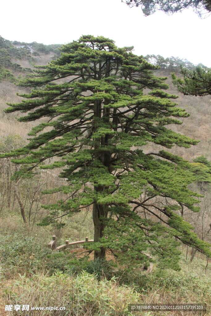 挺拔黎巴嫩雪松于山野