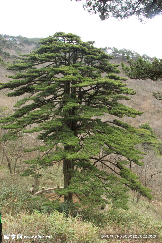 高大挺拔的黎巴嫩雪松