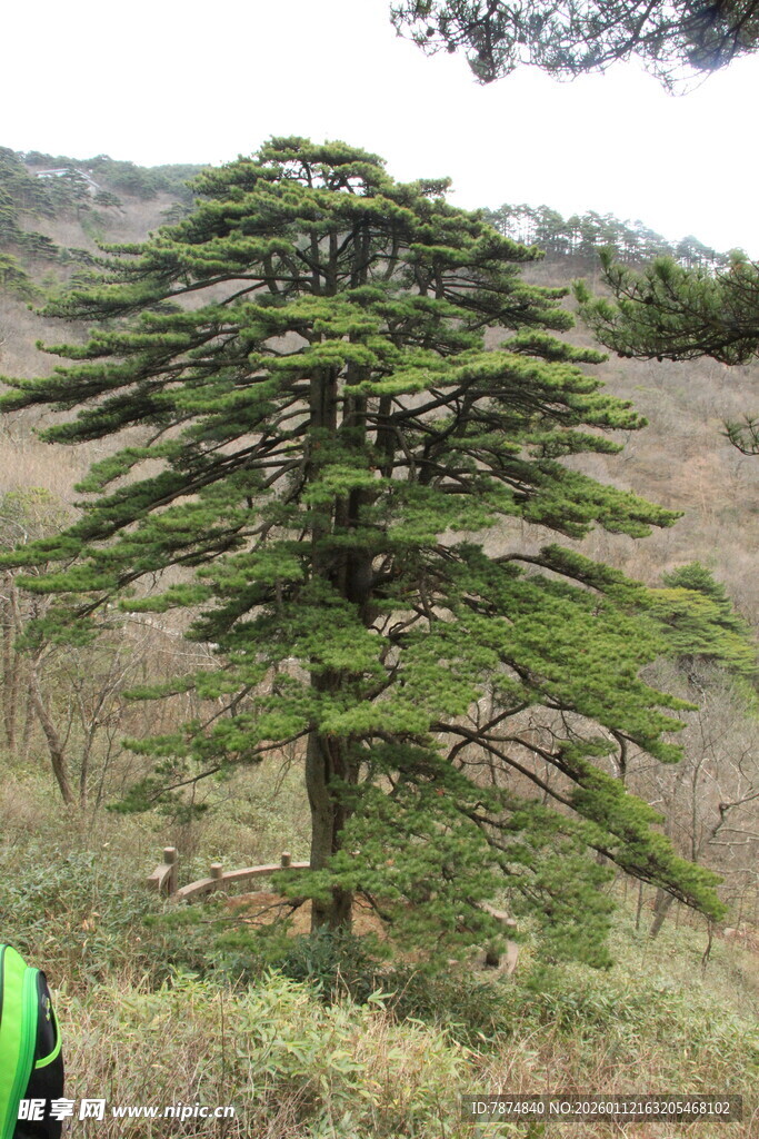 挺拔雪松屹立山间