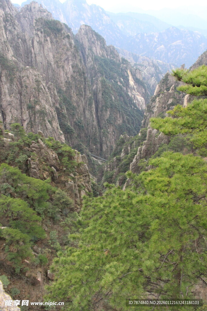 黄山奇峰间的翠绿松林