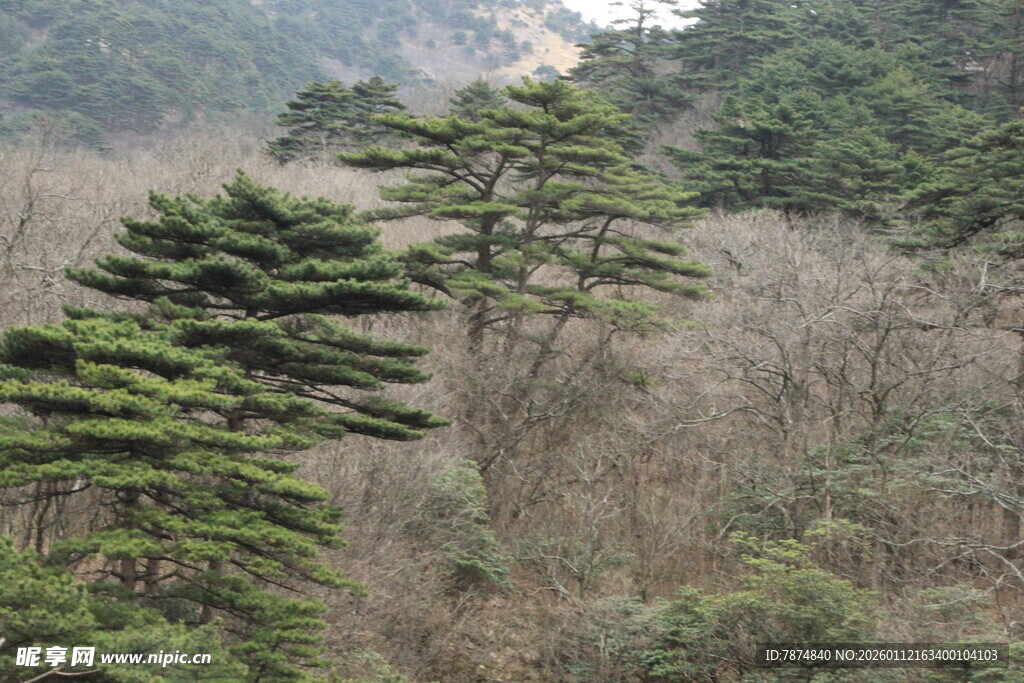 山林中的挺拔松树