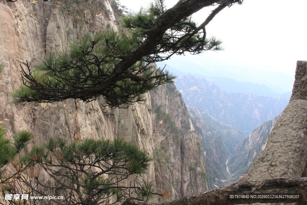 黄山奇峰上的苍松