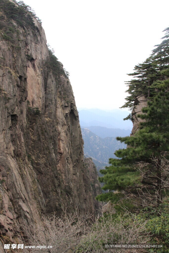 险峻山景与挺拔青松