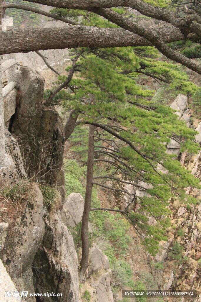 悬崖边的松树枝干伸展
