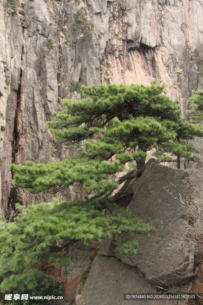 悬崖上的苍松
