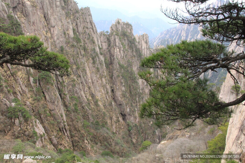 黄山奇峰间的苍松美景