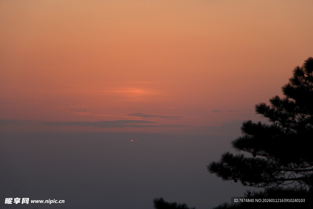 夕阳下的松树剪影