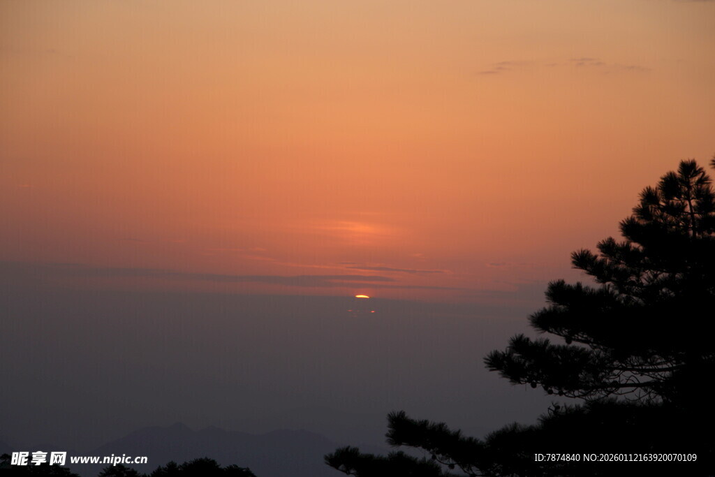 日落时分的树梢剪影