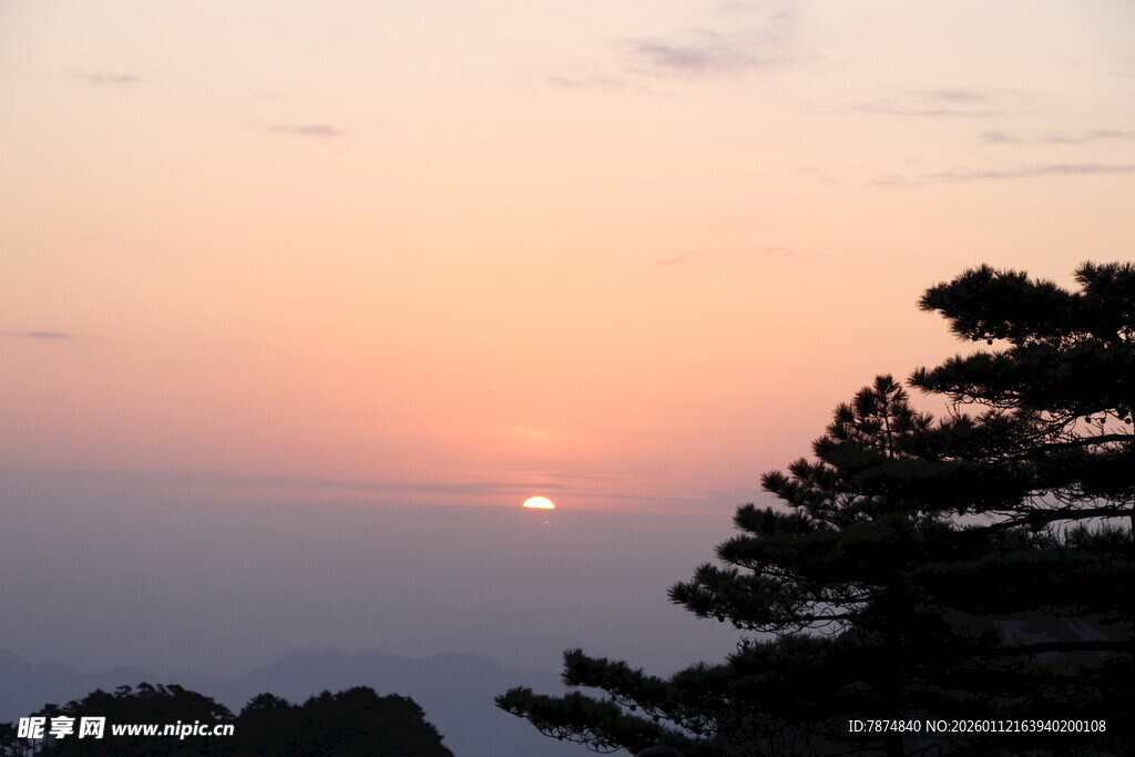 日落时分的松林美景