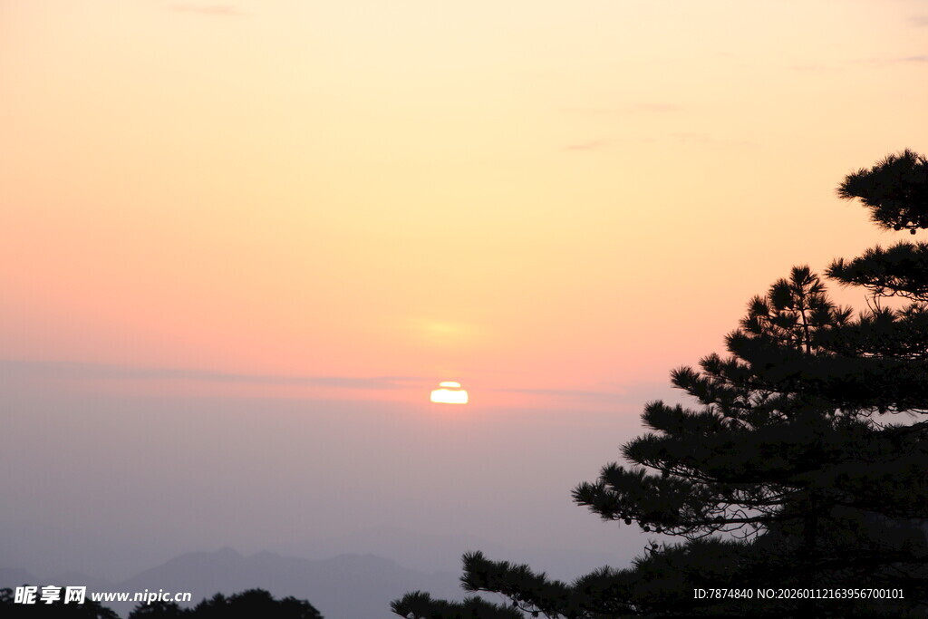 夕阳下的松树与天边落日