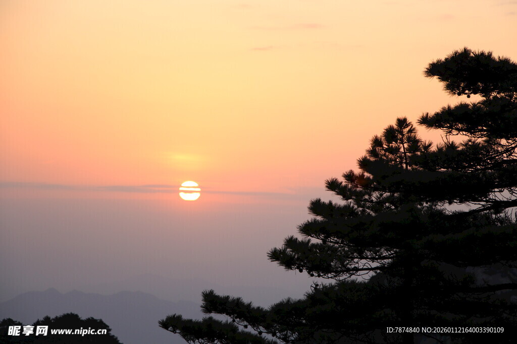 夕阳下的松树美景