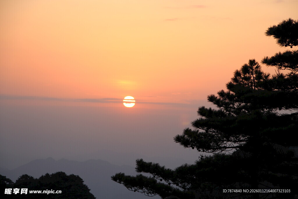 夕阳下的树梢美景