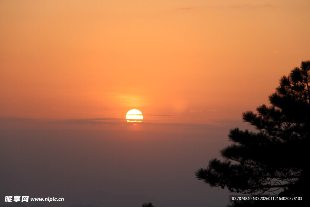 夕阳西下松树剪影美景