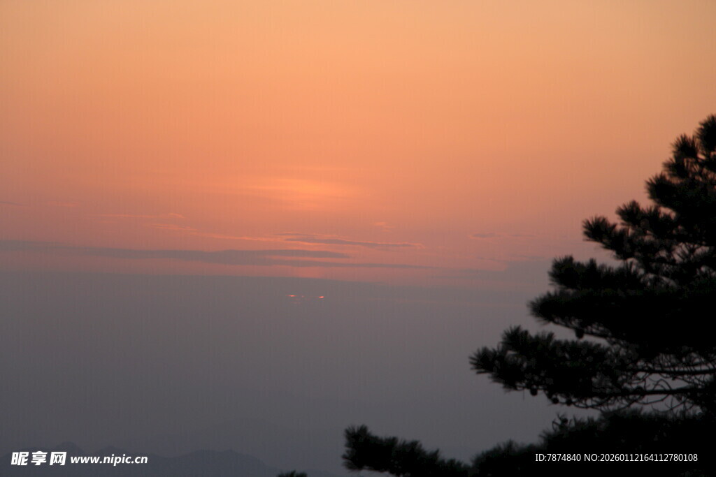 夕阳下的树梢美景