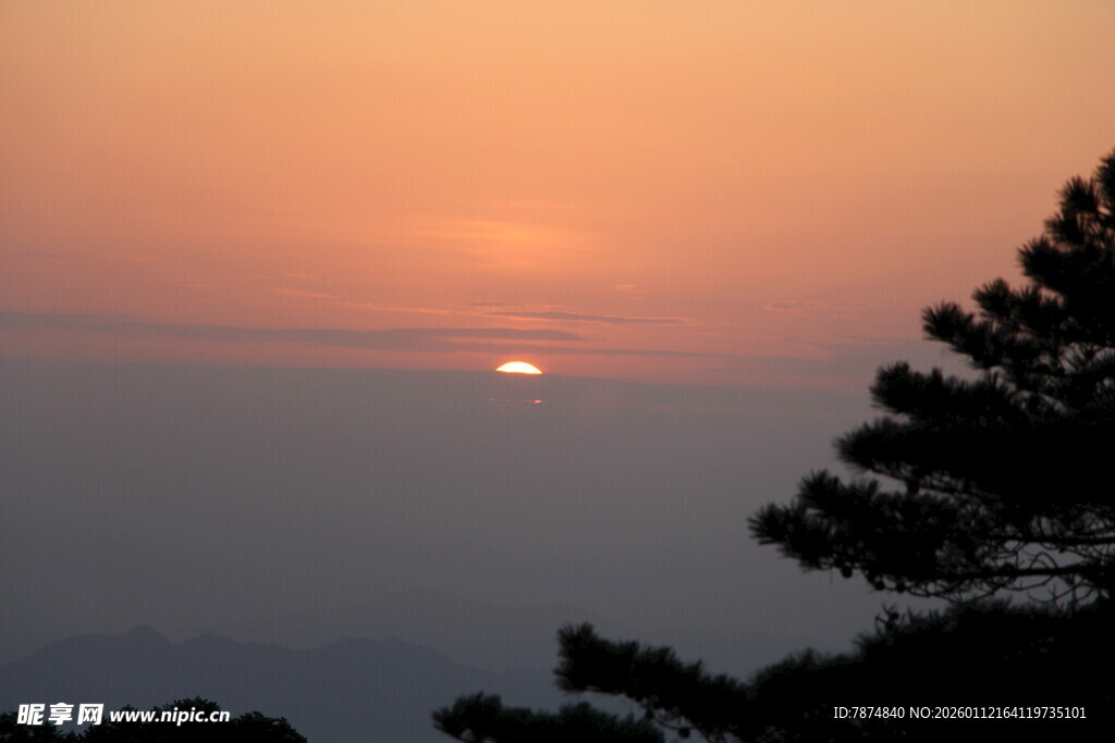 夕阳下的树梢美景