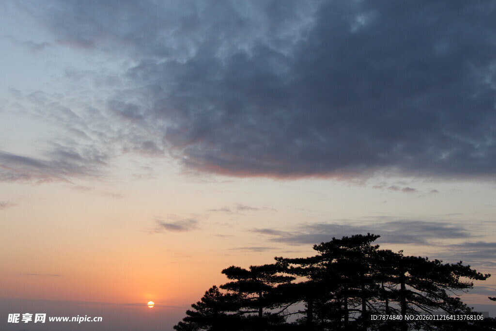 日落时分的松树与云霞