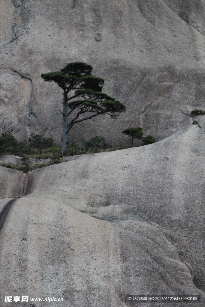 孤松傲立岩石间