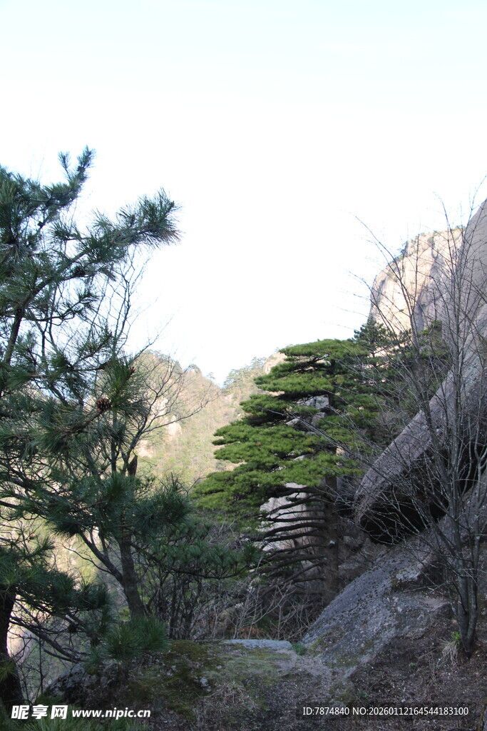山间苍松挺立
