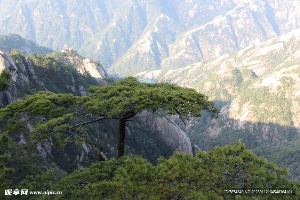 黄山奇峰上的苍松