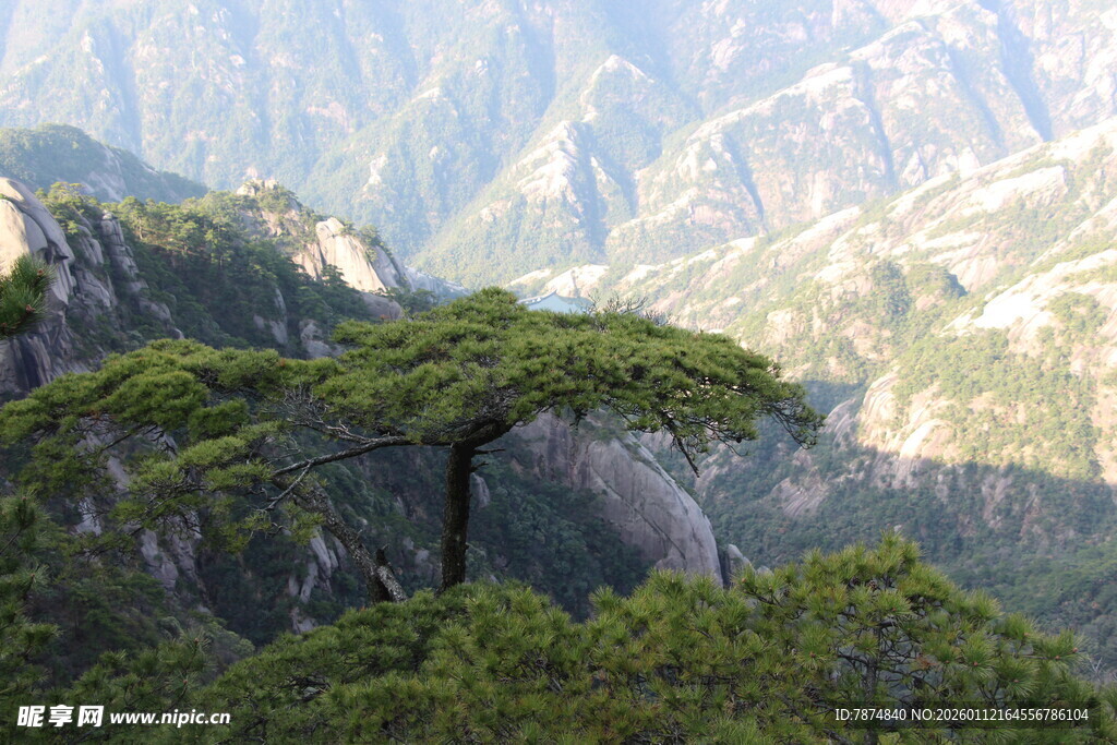 壮丽山景中的葱郁松树