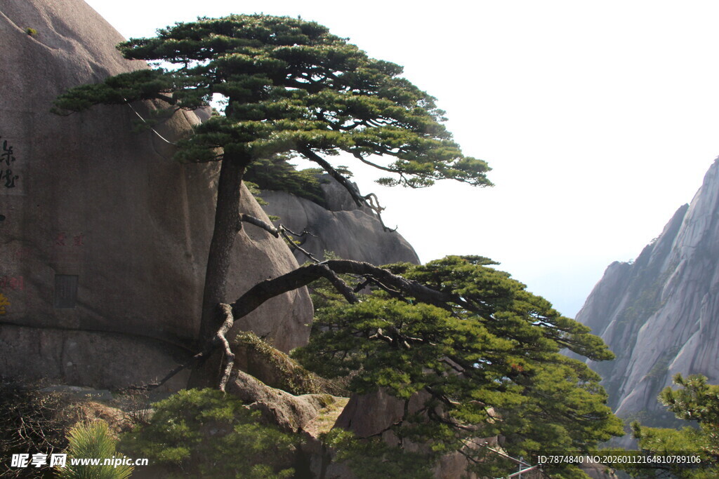 黄山奇松屹立于山石间
